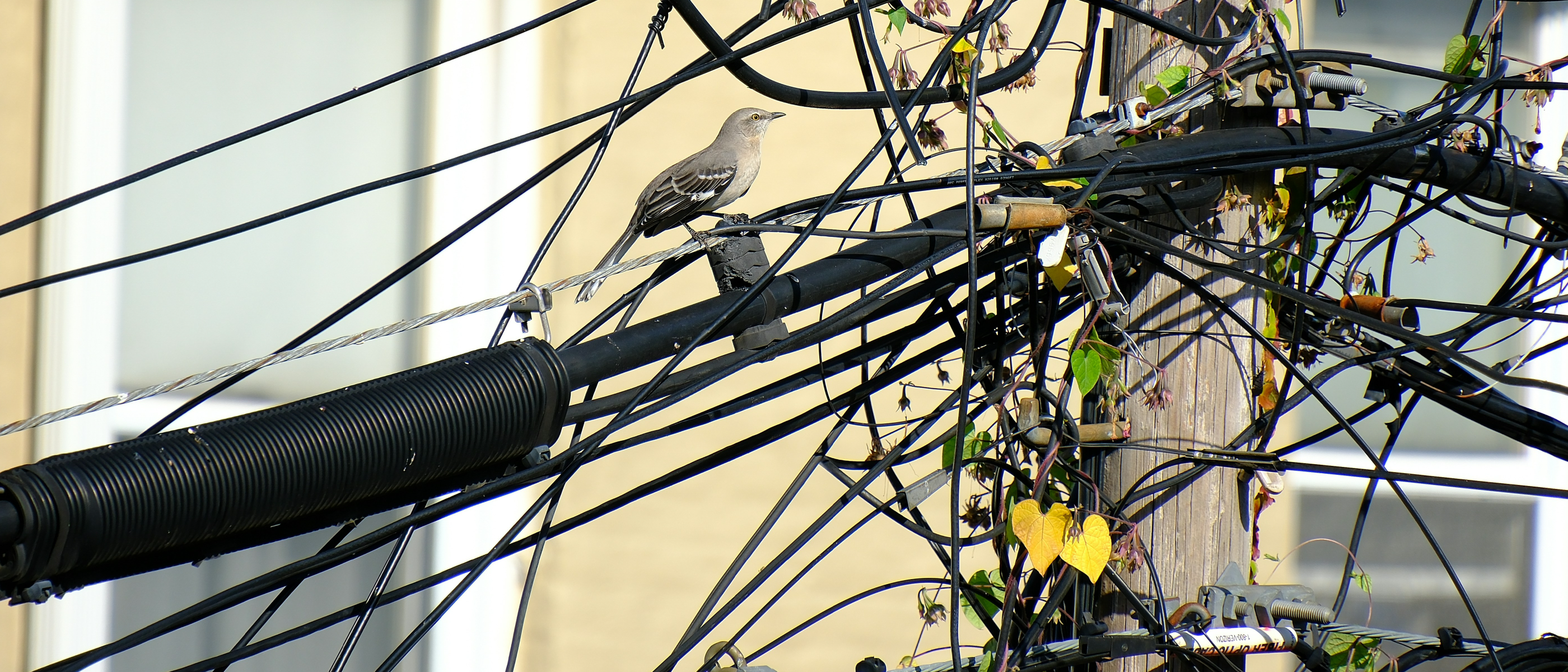 Mocking Frameworks are Code Smells